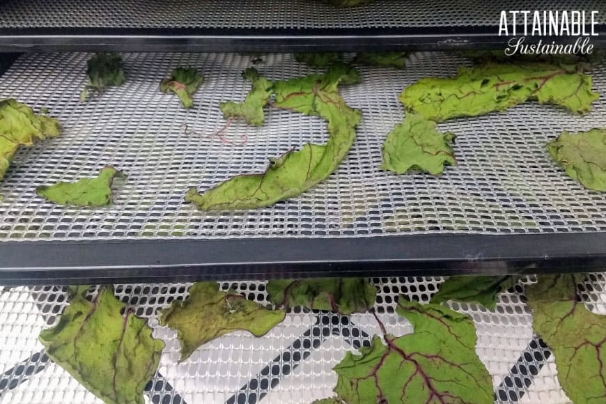 dried beet greens on a tray