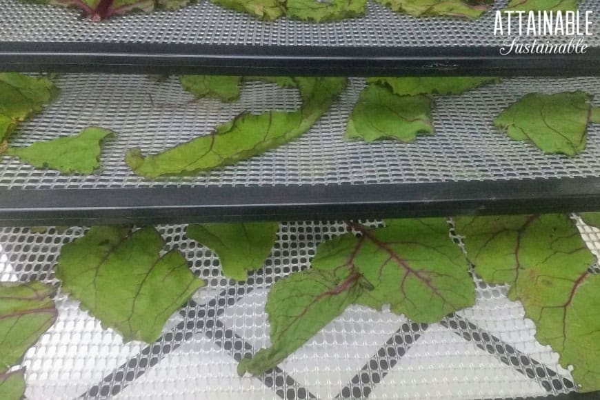 beet greens on a dehydrator tray.