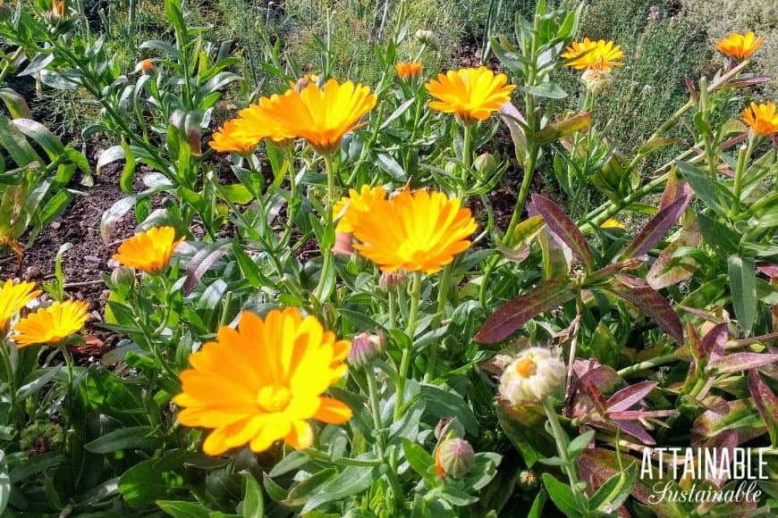 golden yellow calendula flowers on green plant