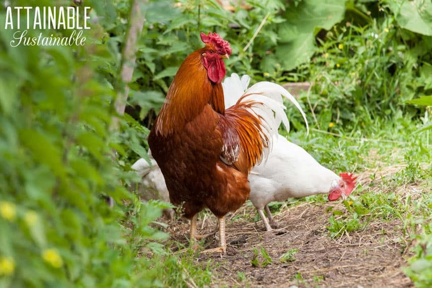 brown rooster, white hen in a chicken garden