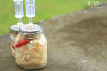 fermented cauliflower recipe in glass jars with airlocks