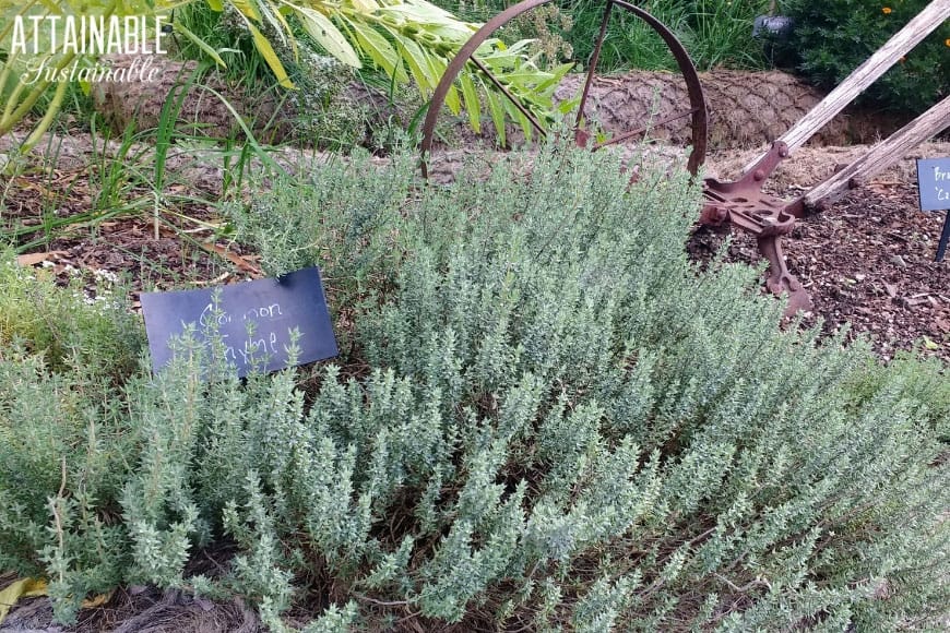 close up of common thyme herb