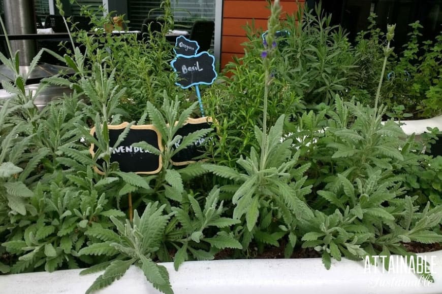 herbs in a container garden
