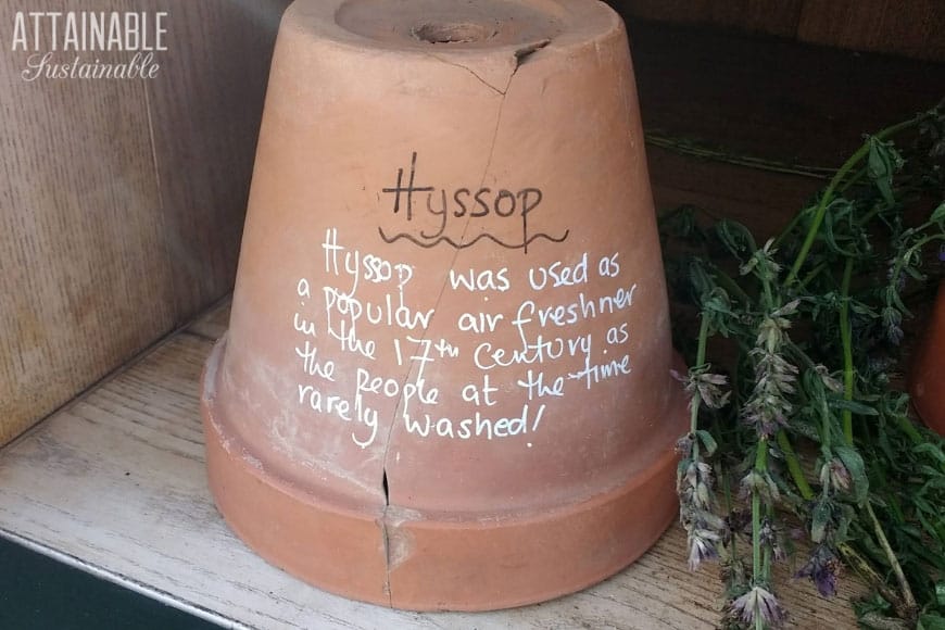 clay pot with words written on it: Historical hyssop
