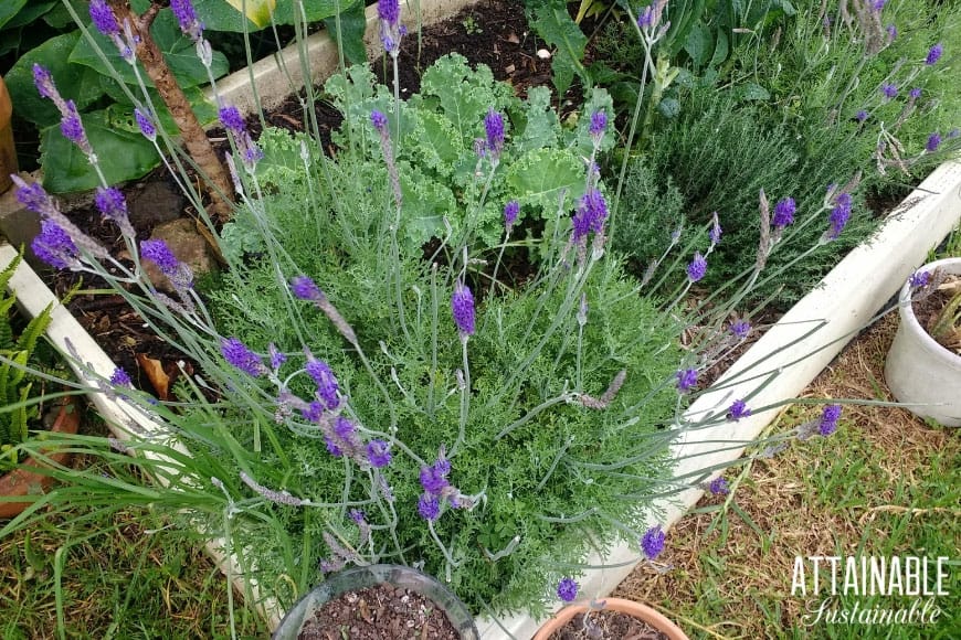 lavender plant in garden bed
