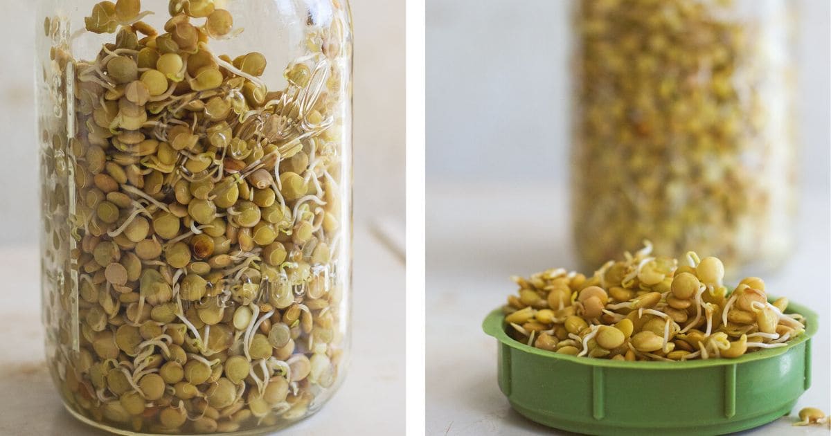 2 panel showing a jar of newly sprouted lentils and a green lid full of sprouted lentils.