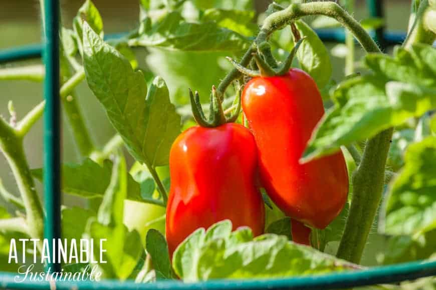 two tomatoes growing on a green plant