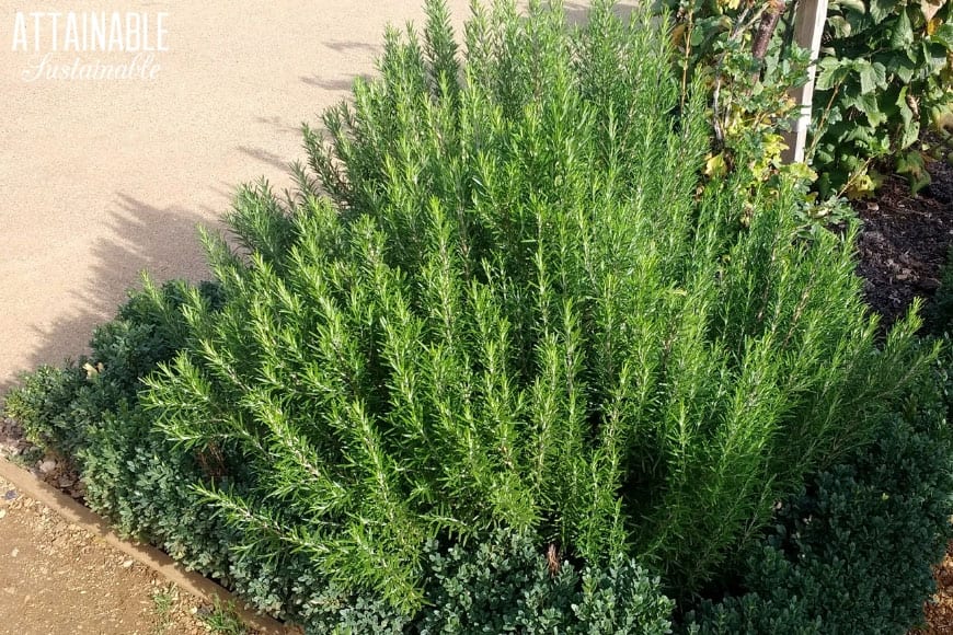 rosemary plant