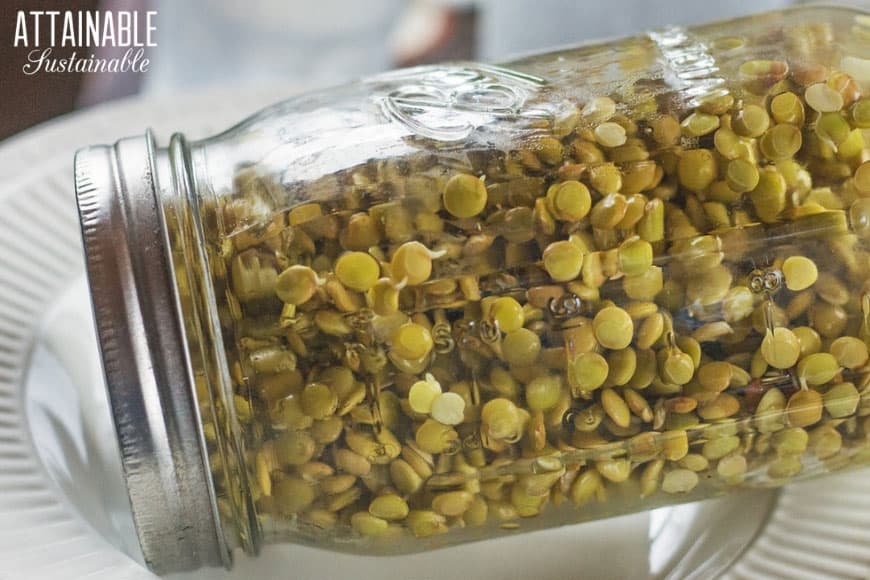 green lentils in a glass jar inverted over a bowl