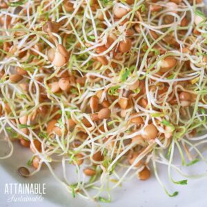 Pile of sprouted lentils on a white plate.