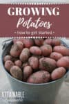 red potatoes in a galvanized bucket