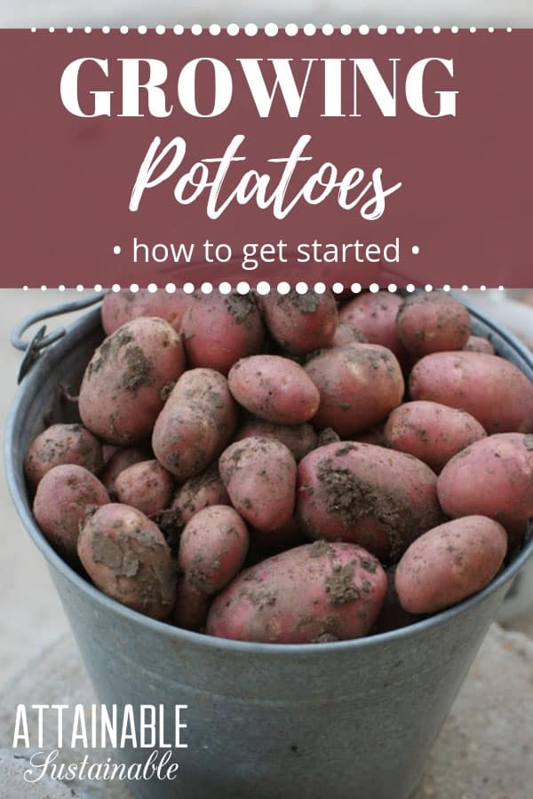 red potatoes in a galvanized bucket
