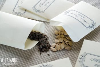 heirloom seeds spilling from white seed packets