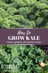 kale growing in garden