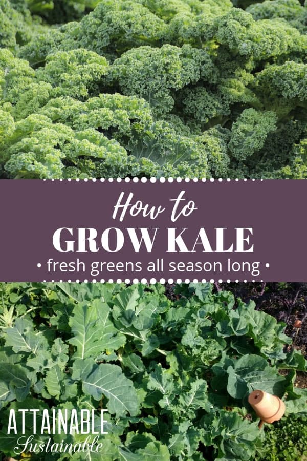 kale growing in garden