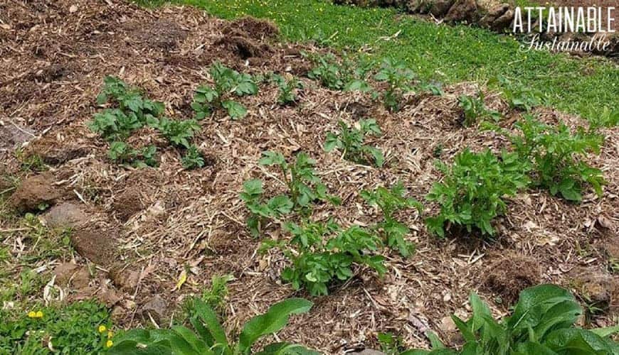 potato plants in a mulched garden bed