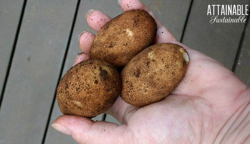 3 brown potatoes in a hand