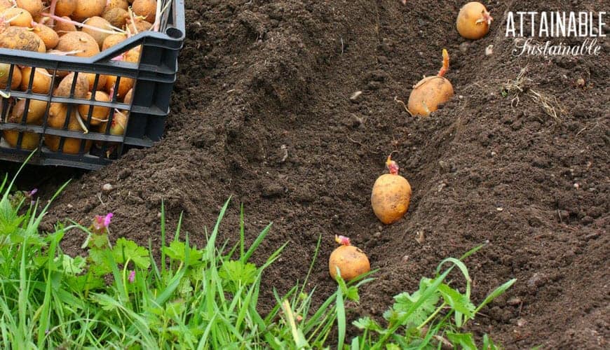 growing potatoes -- planting in a deep trench of soil