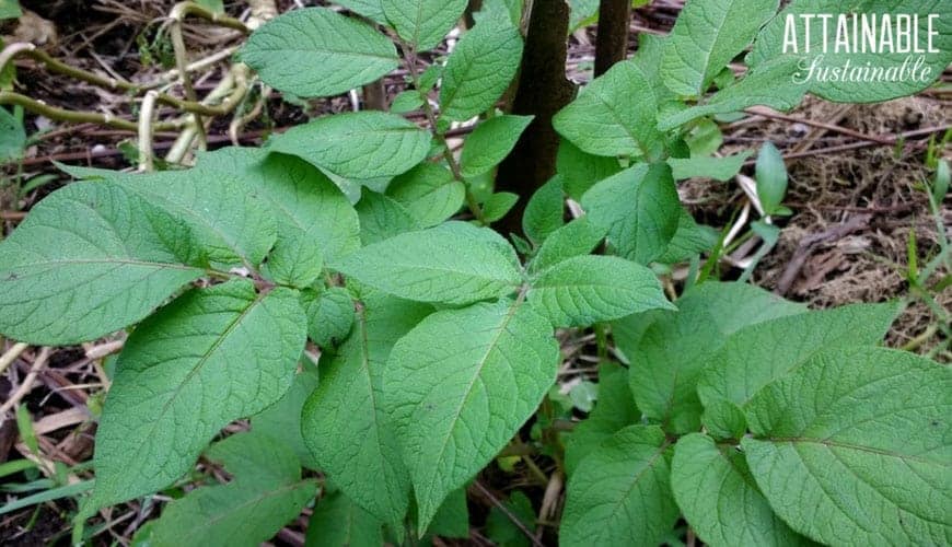 close up of plant leaves in the garden