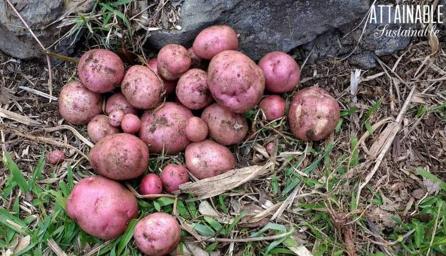 red potatoes just harvested from the garden