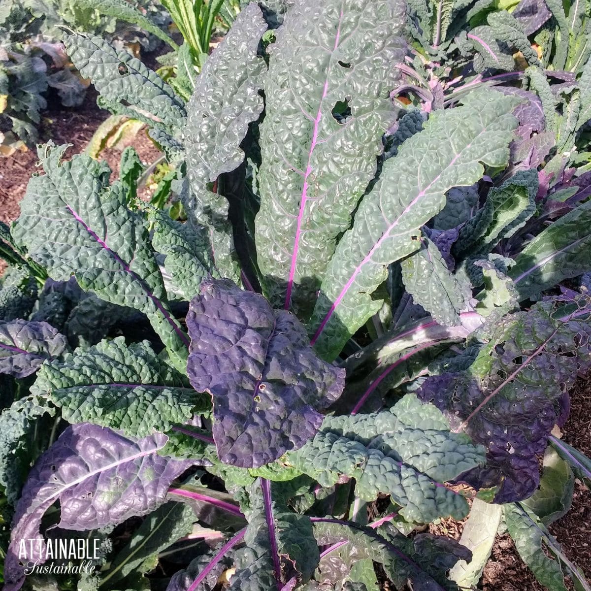 purple tinged kale plant.