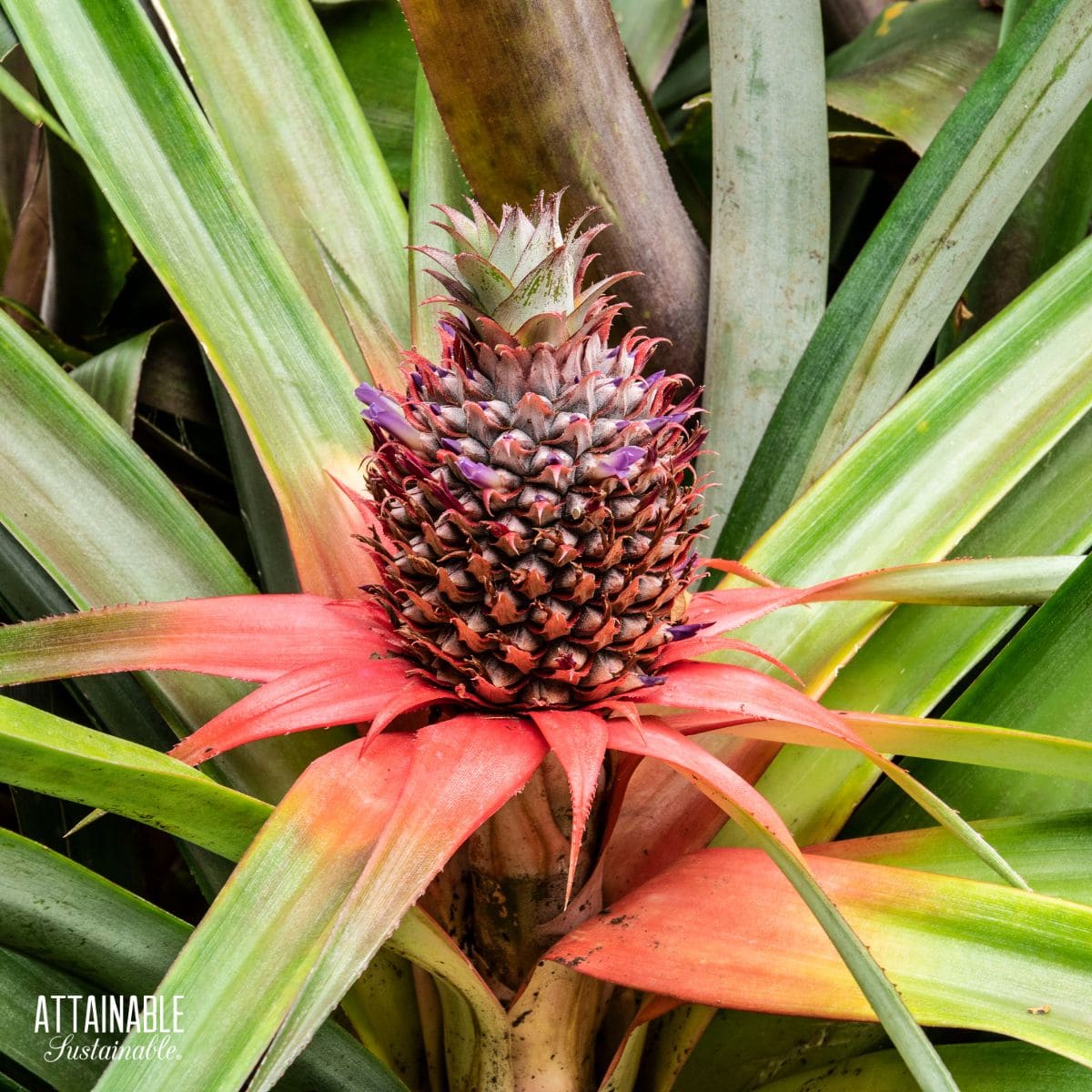 pineapple growing on a plant.