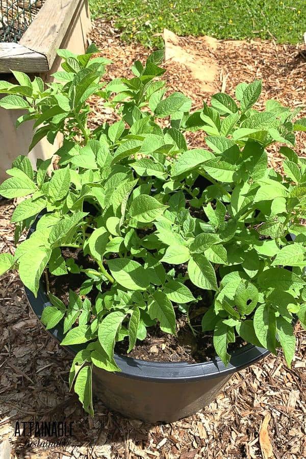 green plants in a black pot