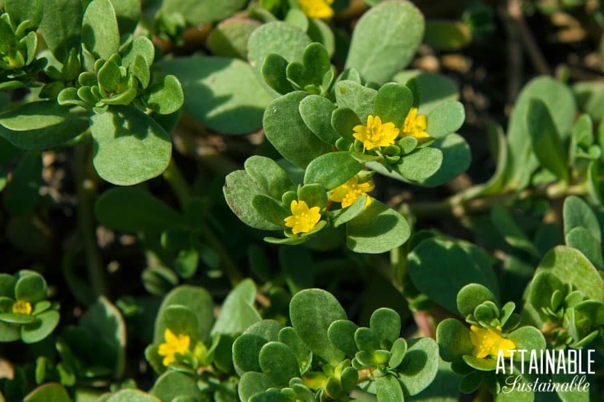 purslane weed with yellow flowers - great for foraging in uncertain times