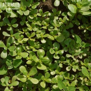 purslane leaves up close, filling the image.