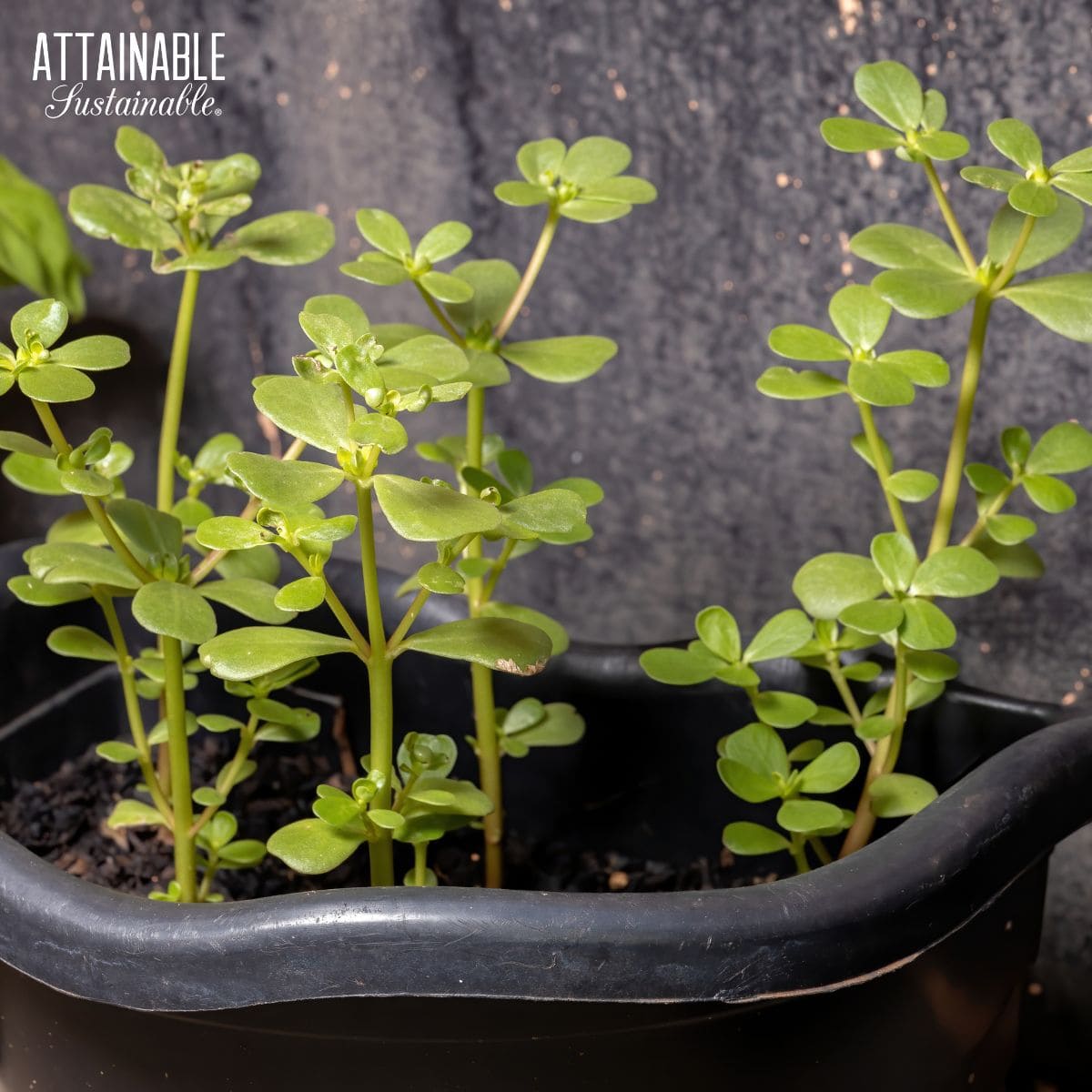 Common purslane grows wild in many gardens. Purslane is easy to transplant; encourage this wild green "weed" to take root in your vegetable garden. purslane growing in a black pot.