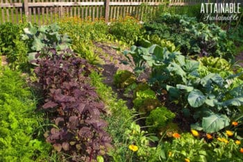 backyard 'victory gardens' with lots of kale and greens and vegetables growing