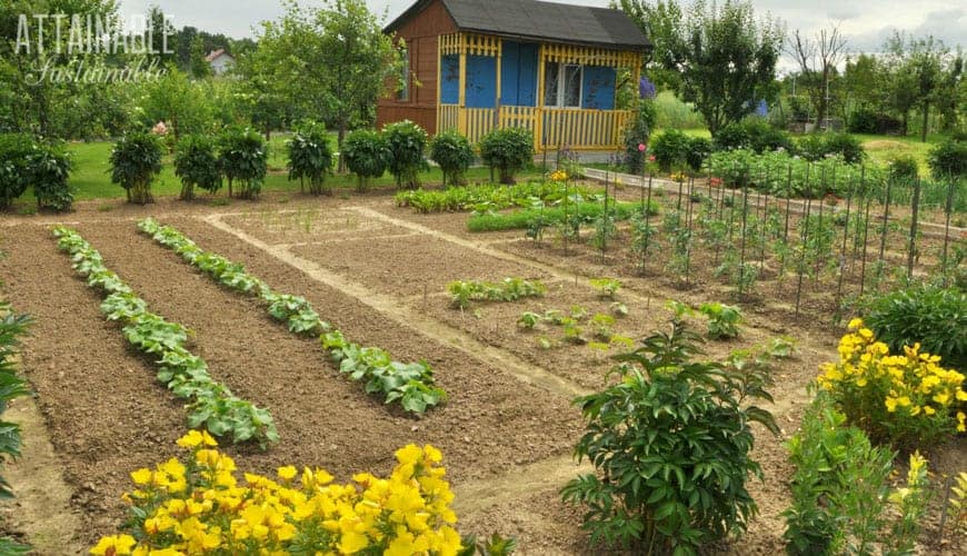 large backyard victory garden in it's early stages