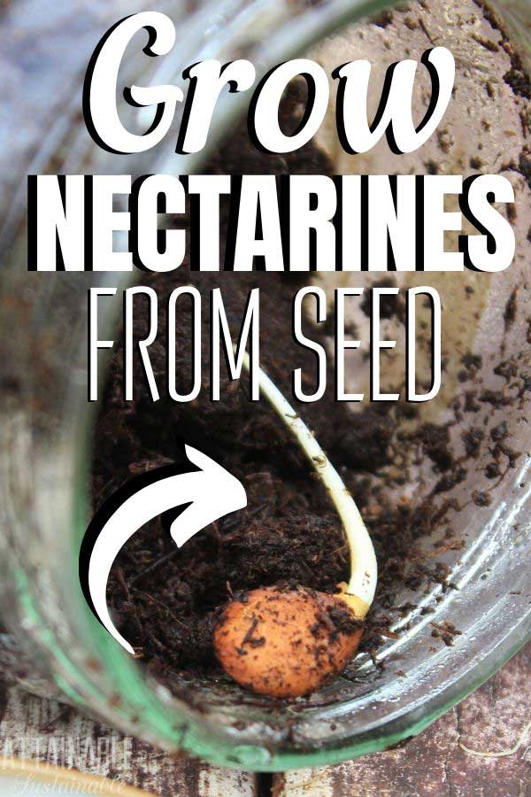 seed sprouting in a jar