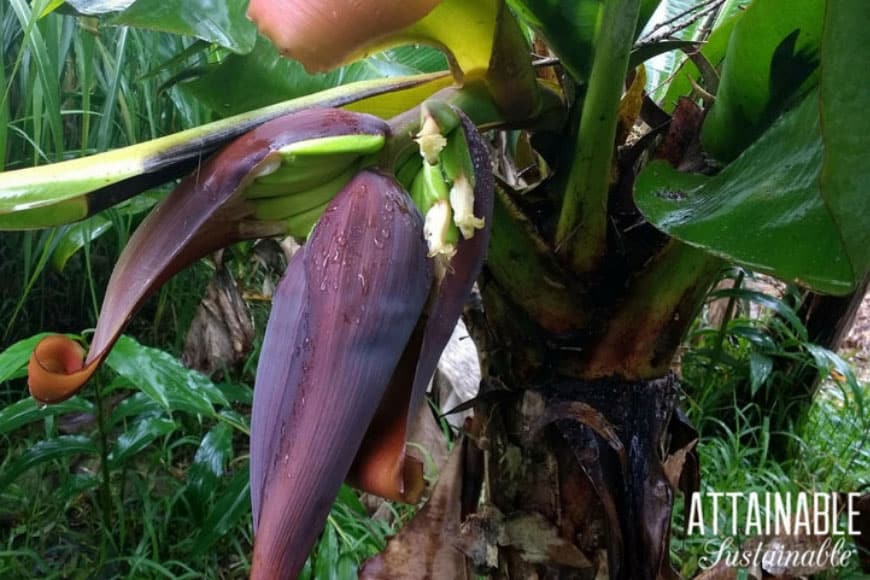 tiny green bananas emerging from purple blossom