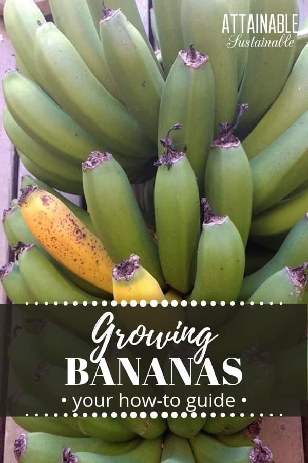 green bunch of bananas with just two yellow fruit