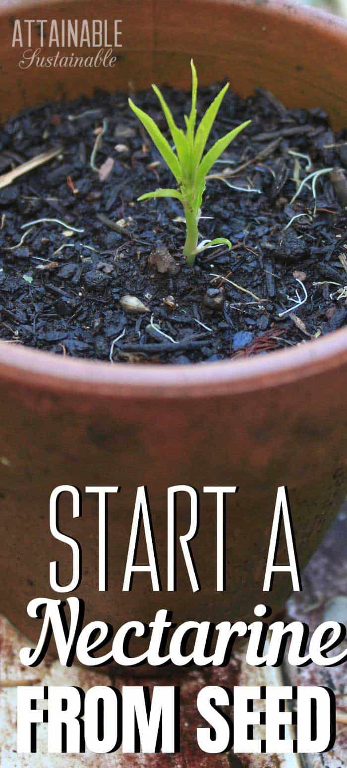 How to Grow a Nectarine Tree from Seed (Spoiler It's Easy!)