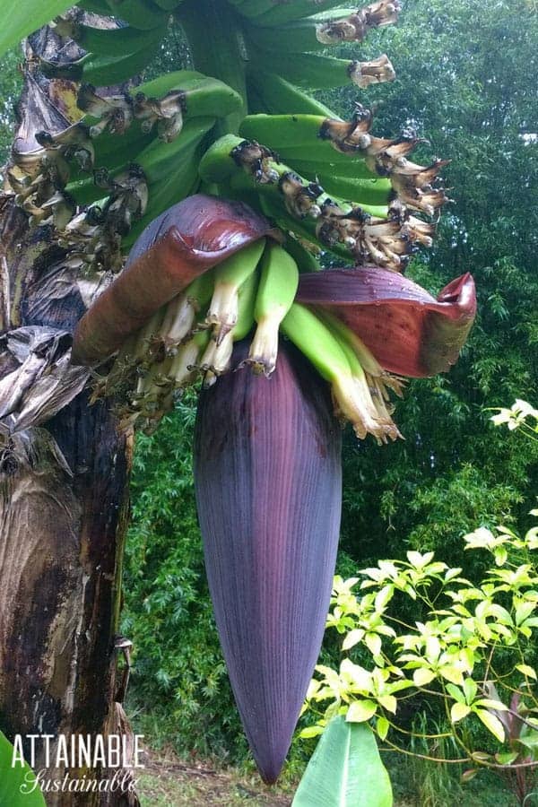 growing bananas emerging from inside purple blossom