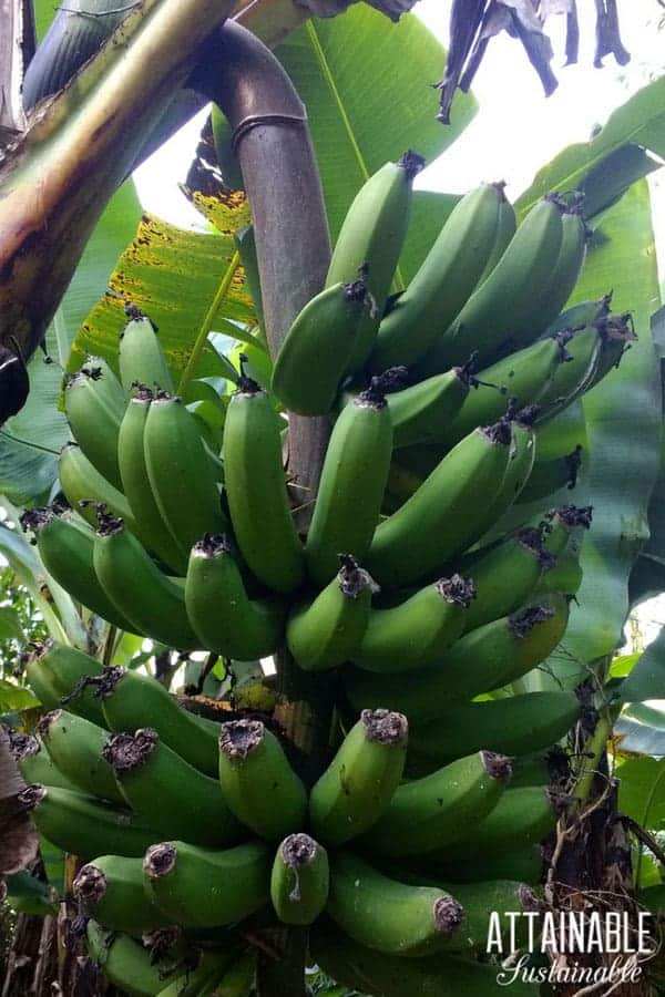 bunch of bananas hanging from banana tree