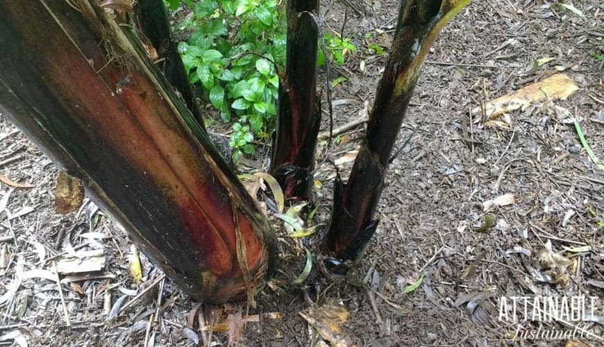 growing banana suckers emerging from the base of a purplish brown banana stalk