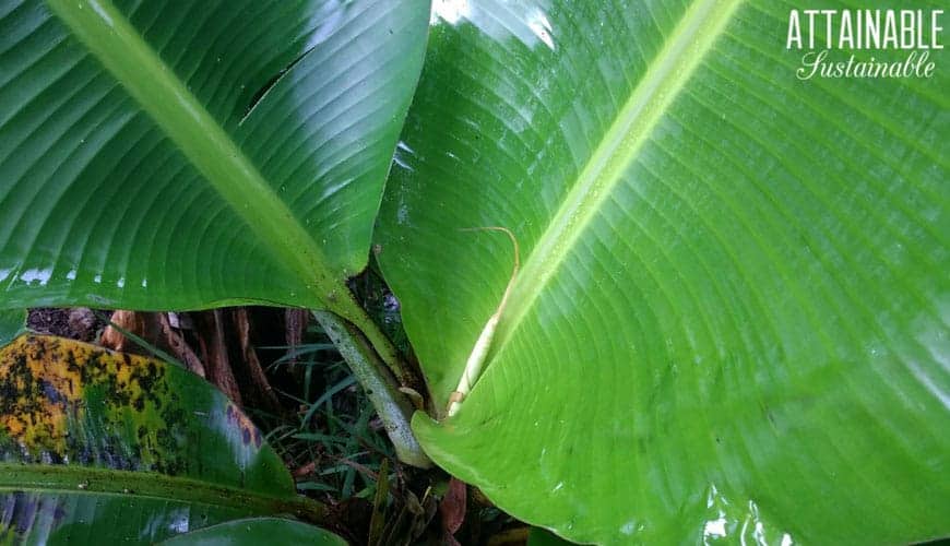 banana leaf emerging from center of banana plant