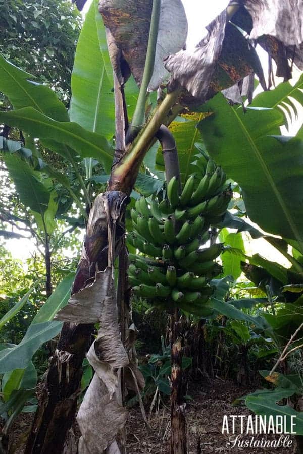 Banana tree with large bunch of bananas