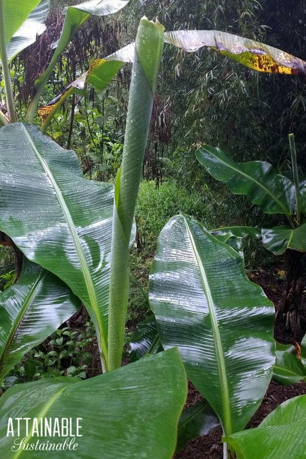 new banana leaf emerging