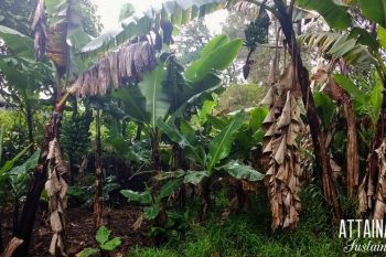 growing bananas in various stages