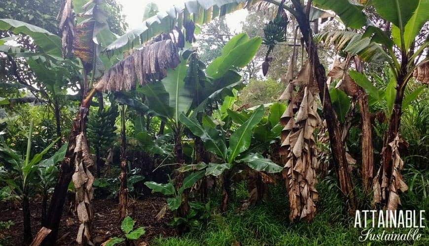 growing bananas in various stages 