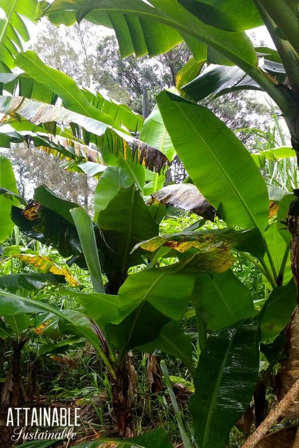 banana patch with several banana trees, with large green leaves showing how to grow bananas for food production