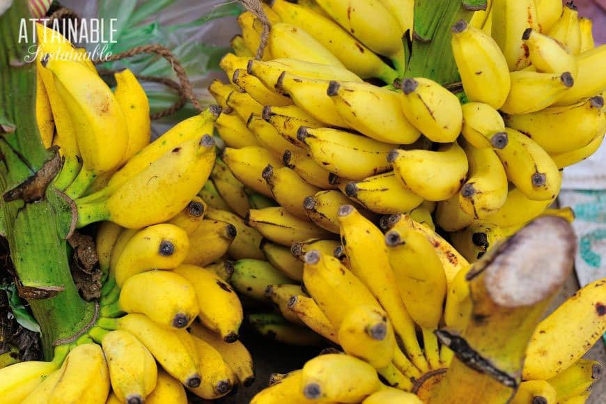 pile of ripe bananas still on the stalk