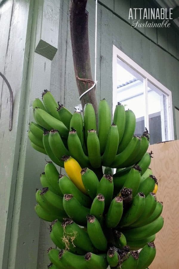 bunch of green bananas hanging on a patio