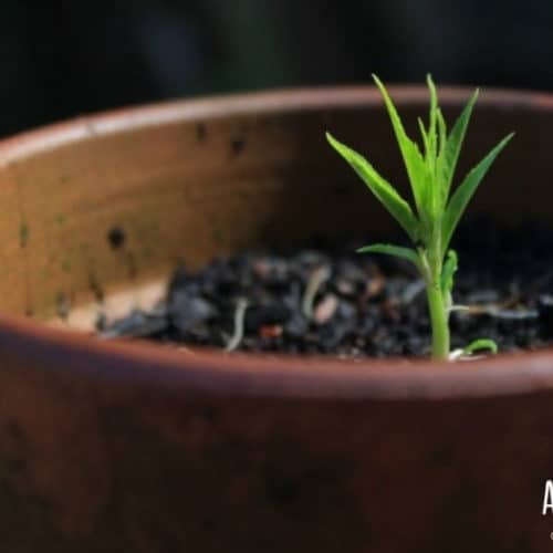 How to Grow a Nectarine Tree from Seed (Spoiler It's Easy!)