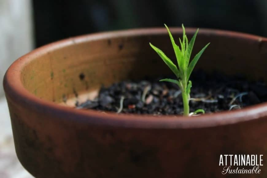 tiny nectarine tree in a clay pot