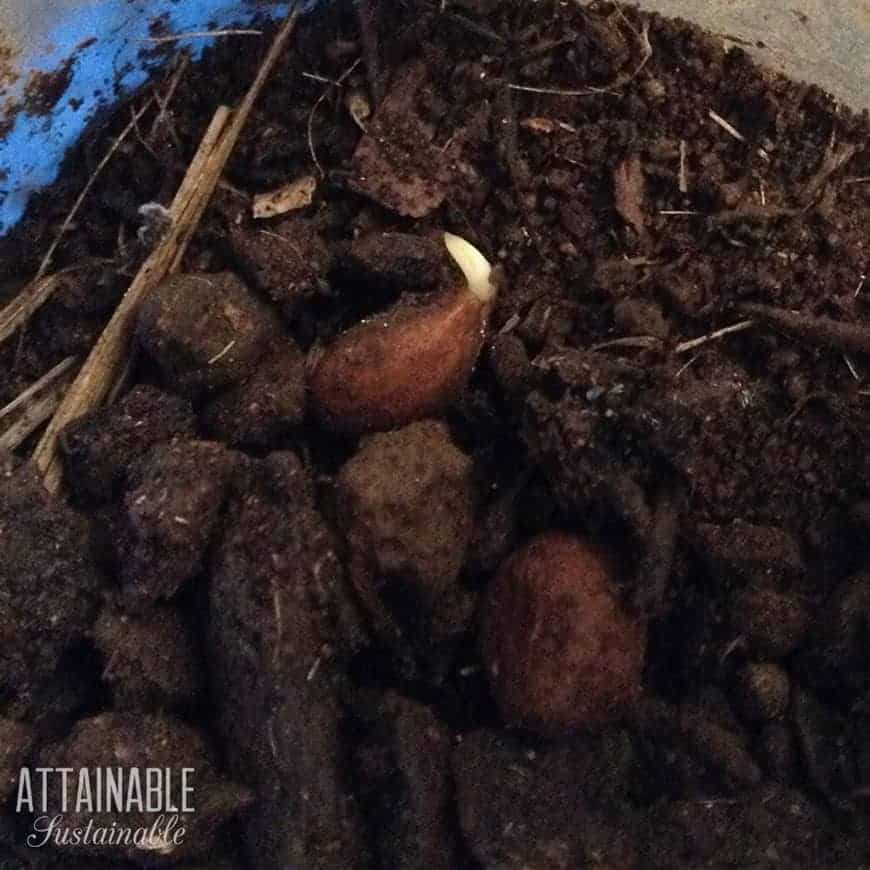 sprouting plum pit in loose soil